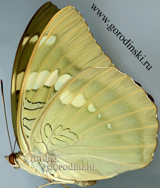 http://www.gorodinski.ru/nymphalidae/Euthalia patala patala.jpg
